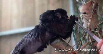 Northumberland College Zoo welcomes rare baby monkey from 'vulnerable' species