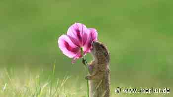 Jetzt noch schnell mitmachen: Der Fotowettbewerb für die witzigsten Wildtierfotos des Jahres startet