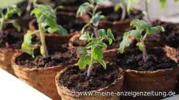 Tomaten vorziehen: Diese vier Anfängerfehler bringen Sie um die Ernte