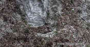 Vogelspotters opgelet: de oehoe heeft dit jaar een wel heel goed zichtbare broedplek in de Winterswijkse steengroeve uitgekozen