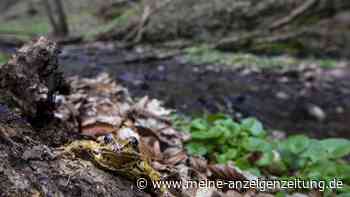 In NRW nur an zwei Orten zu finden: Amphibie ist wahre Seltenheit