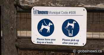 Toronto woman pleads guilty to negligence in dog attack that seriously injured child