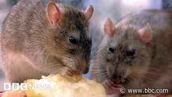 'The rubbish is alive' - rats feast as Birmingham bin workers strike