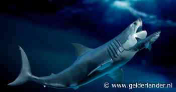 Megalodon, de grootste haai ooit, blijkt nog groter te zijn na onderzoek van uniek Belgisch skelet