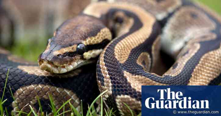 ‘Like a horror scene’: animal charity rescues 70 starving snakes from property near Durham