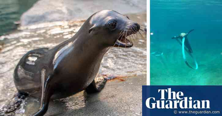 Baby sea lion 'acts like a ribbon dancer' when playing with artificial kelp – video