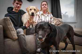 Asielhond Hugo vindt na meer dan drie jaar een gouden mandje: “Ons hart brak toen we hem zagen”