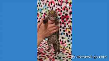 WATCH:  Nashville Zoo welcomes rare clouded leopard cub