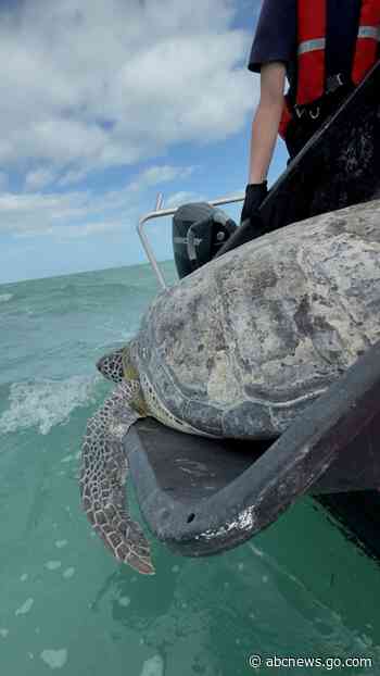 WATCH:  Sea turtle released back into ocean after flipper amputation