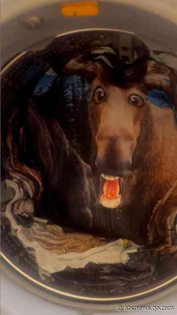 WATCH:  Woman gets jump scare from moose blanket in washing machine