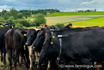 Four farms to trial 'revolutionary' virtual fencing tech