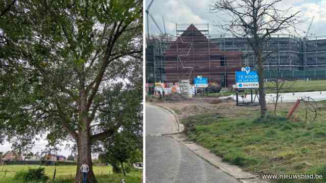 Gevelde boom legt conflict tussen buurt en projectontwikkelaar bloot: “Vervaldatum vergunning overschreden