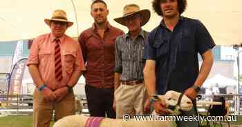 UltraWhite breed has already made a name for itself at Wagin Woolorama judging