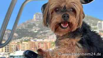 Tot mit 18 Jahren: Geißens trauern um ihren Hund und bekommen viel Liebe