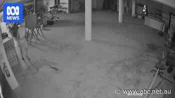 Crocodile stolen, set free after man breaks into Darwin tourist park