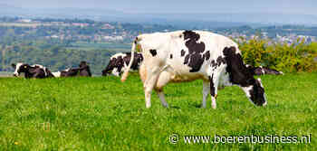 Britse melkproductie neemt toe, kaasexport floreert