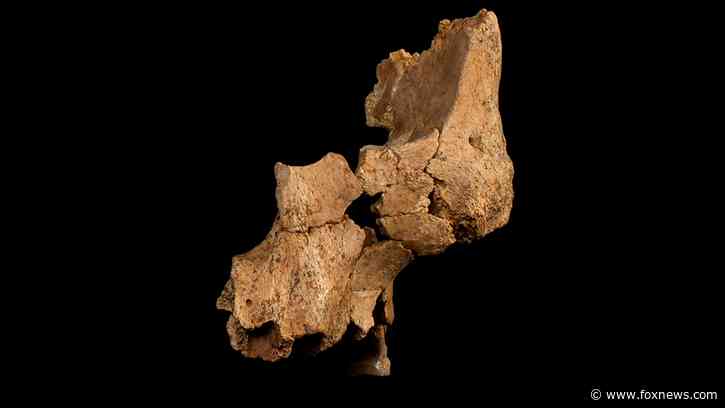 Discovery of partially fossilized face belongs to oldest human ancestor in Western Europe, new study says