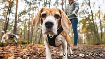Boswachters en natuurinspecteurs gaan extra controleren op loslopende honden