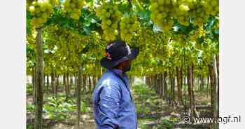 Slechts 10% Braziliaanse druiven voor export bestemd