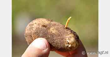 Draadworm bedreigt Britse aardappelen
