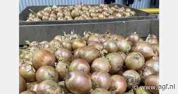 Uitstekend weer Nieuw-Zeeland geeft uien van goede kwaliteit en spreiding van maten