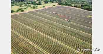 Goed seizoen Zuid-Afrikaanse ananas