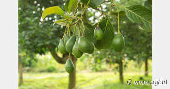 Teler op Mallorca schakelt over van aardappelen naar avocado