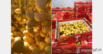 Steeds grotere belangstelling voor verse Barhi dadels