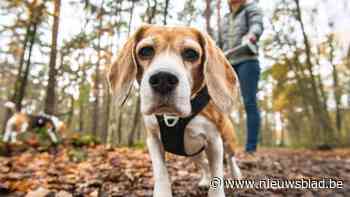 Boswachters en natuurinspecteurs gaan extra controleren op loslopende honden