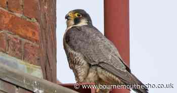World's fastest animal to nest on top of Asda