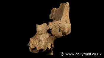 Oldest human FACE is discovered: Ancient man nicknamed 'Pink' lived in Spain up to 1.4 million years ago, scientists say