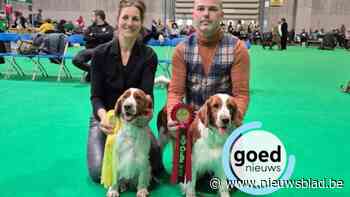 Millie en Dunya uit Kinrooi scoren goud en brons op grootste hondenshow ter wereld: “Ze vinden het fantastisch om te showen”