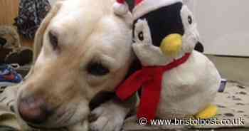 Family reunited with stolen dog 8 years on give health update