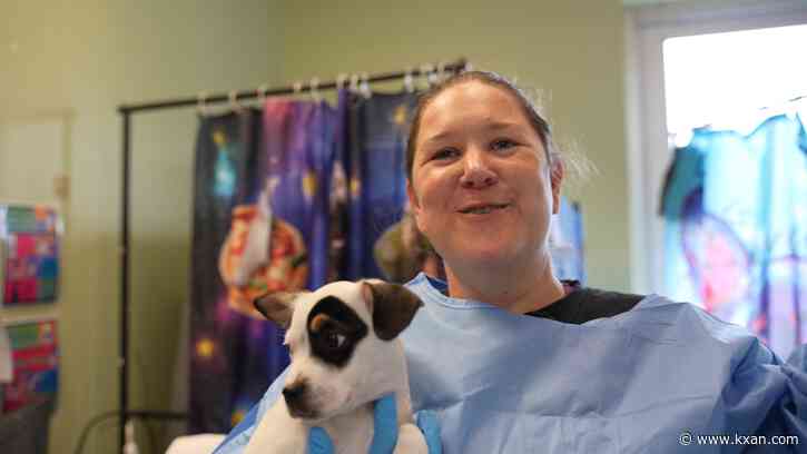 'Incredibly rewarding.' Austin Pets Alive! needs volunteers to care for sick animals