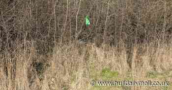 Heartbreaking discovery as puppy's body found dumped in Hull woodland