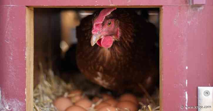 Vaccinating poultry could help cut soaring egg prices, but the US is hesitant