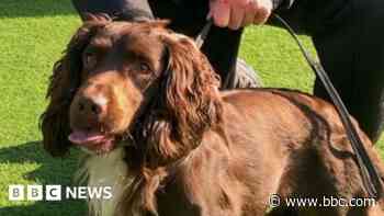 Rescue dog Chester enjoying new role with police