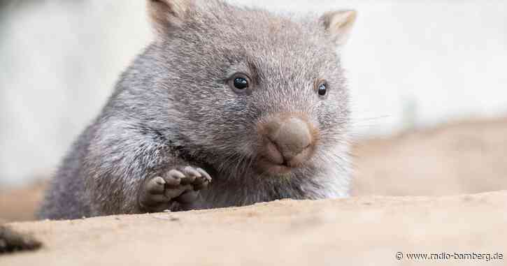 Australien: Influencerin fängt Wombat-Baby und erntet Kritik