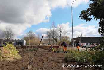 Van jeugdcultuur naar natuur: voormalig skatepark omgetoverd tot voedselbosje