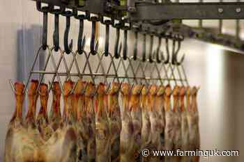 'Very real threat': Concern raised as sheep imports into UK surge