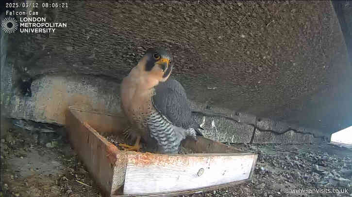 Peregrine Falcons return to London Met tower – Watch them live on Falcon Cam