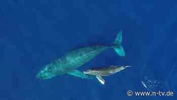 Rund 46.500 Tonnen Biomasse: Wal-Urin düngt tropische Meeresregionen