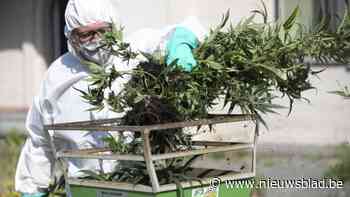 Celstraffen tot dertig maanden geëist voor cannabisplantage in Wommelgem