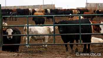 Province suspends loan program at Alberta's largest cattle industry lender after inspections