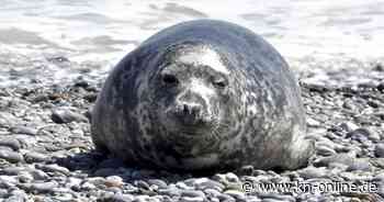 Robbe in Kiel: Passantin filmt Meeressäuger in der Förde