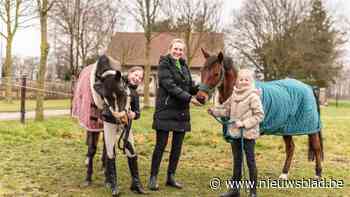 Esdoorn vormt gevaar voor paarden van familie Linssen: “Vorige lente al een paardje verloren”