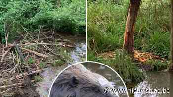 Aanwezigheid van bevers in grensgebied tussen Hove en Lint wordt opgevolgd