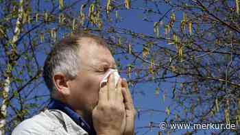 Was die Birkenpollenallergie mit den Genen zu tun hat