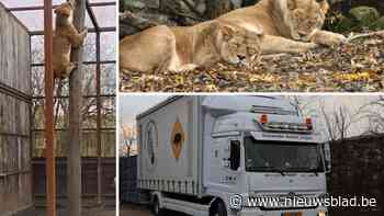 Uit Oekraïne geredde dieren verhuizen na halfjaar in België naar Kent: “We hebben van hen echte leeuwen gemaakt”