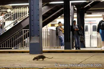 Rat populations are surging as cities heat up